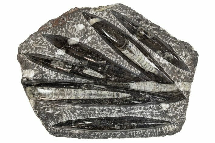 Polished Fossil Orthoceras (Cephalopod) Plate - Morocco #341356